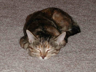 Wake me up when it's time for bed