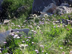 Wildflowers (245kb)
