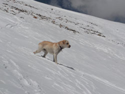 Summit of Grays from Torreys