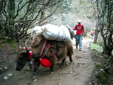 Yaks on a trail