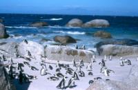 thm_penguinbeach2.jpg
